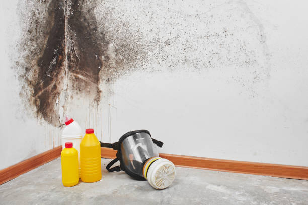 Mold Removal and Inspection in Carbondale, IL