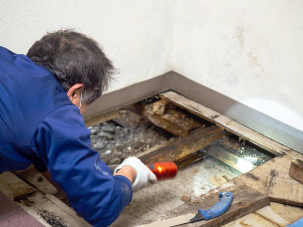 Best Water Damage Restoration  in Carbondale, IL