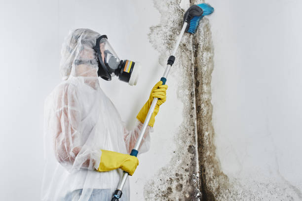 Best Home Mold Removal  in Carbondale, IL