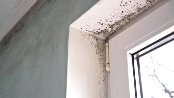 Certified Mold Removal in Carbondale, IL