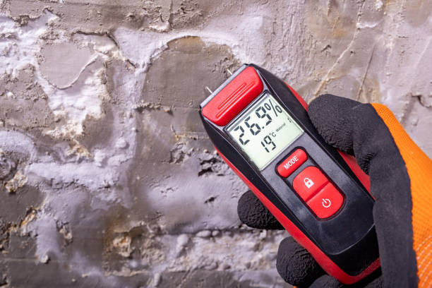 Best Mold Testing and Removal  in Carbondale, IL
