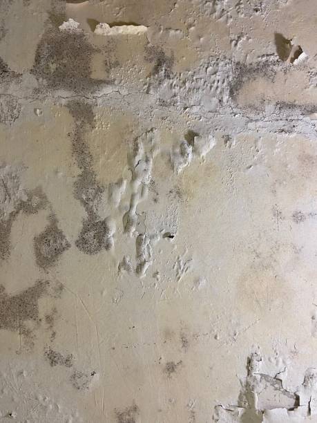 Best Mold Inspection  in Carbondale, IL